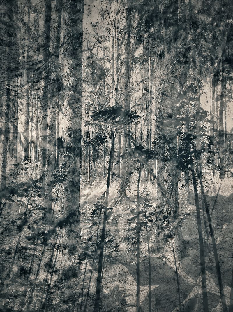 Harlequin Forest