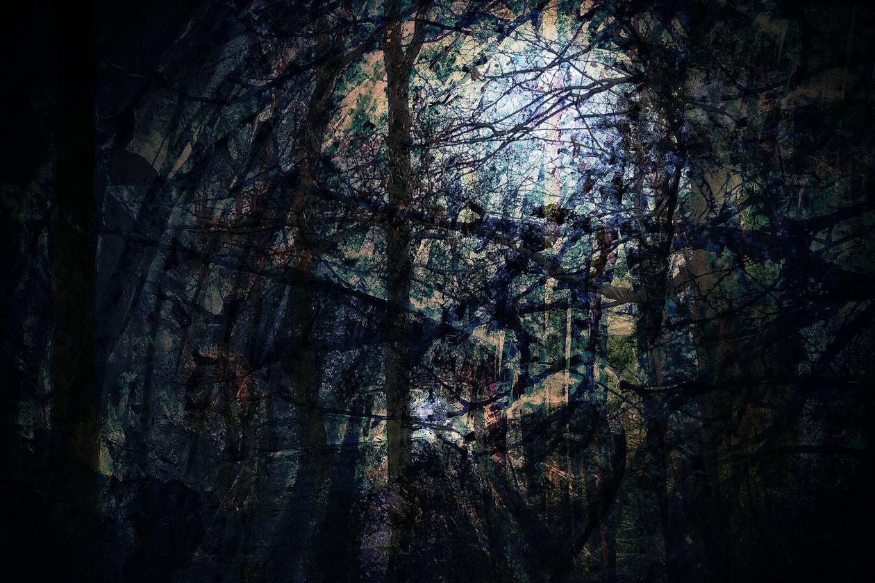 Into the Trees